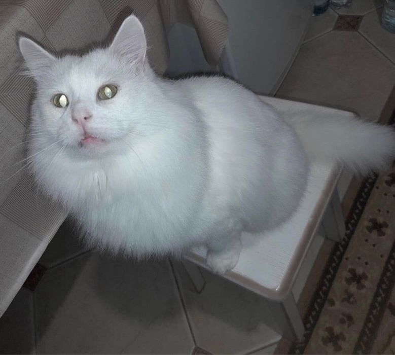 Сніжок шукає нову сім‘ю. 2,5 роки. Кастрований