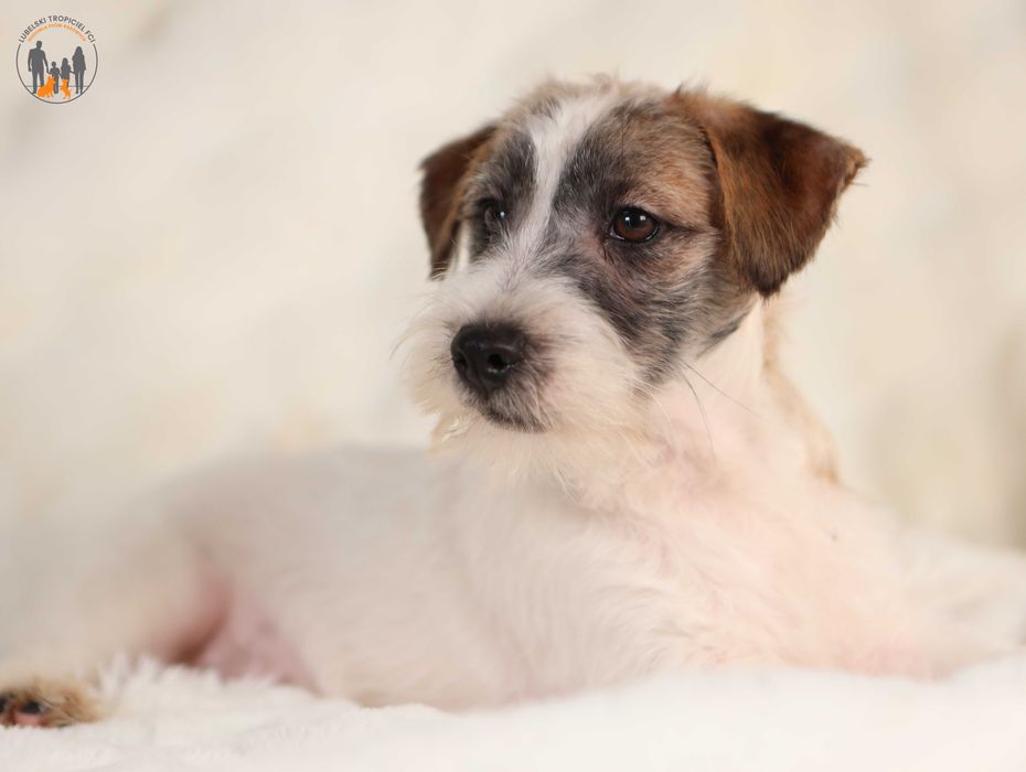 Jack Russell Terrier ZKwP FCI piesek