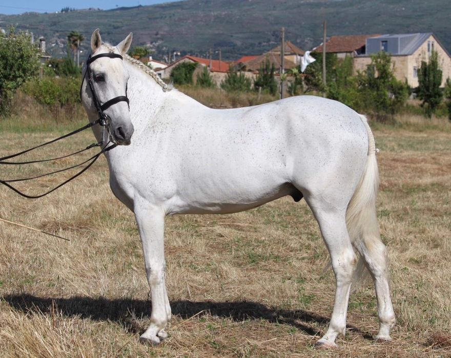 Cavalo Luso-Árabe linha Magic Count