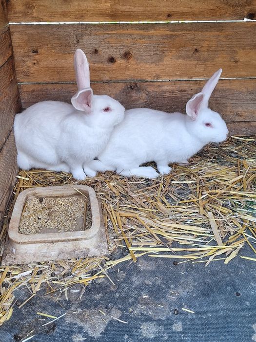 Termondzki Biały samica i małe typowo mięsna rasa