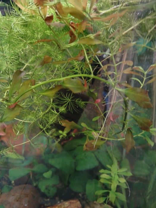 Ludwigia, rogatek sztywny. Rośliny z przycinki