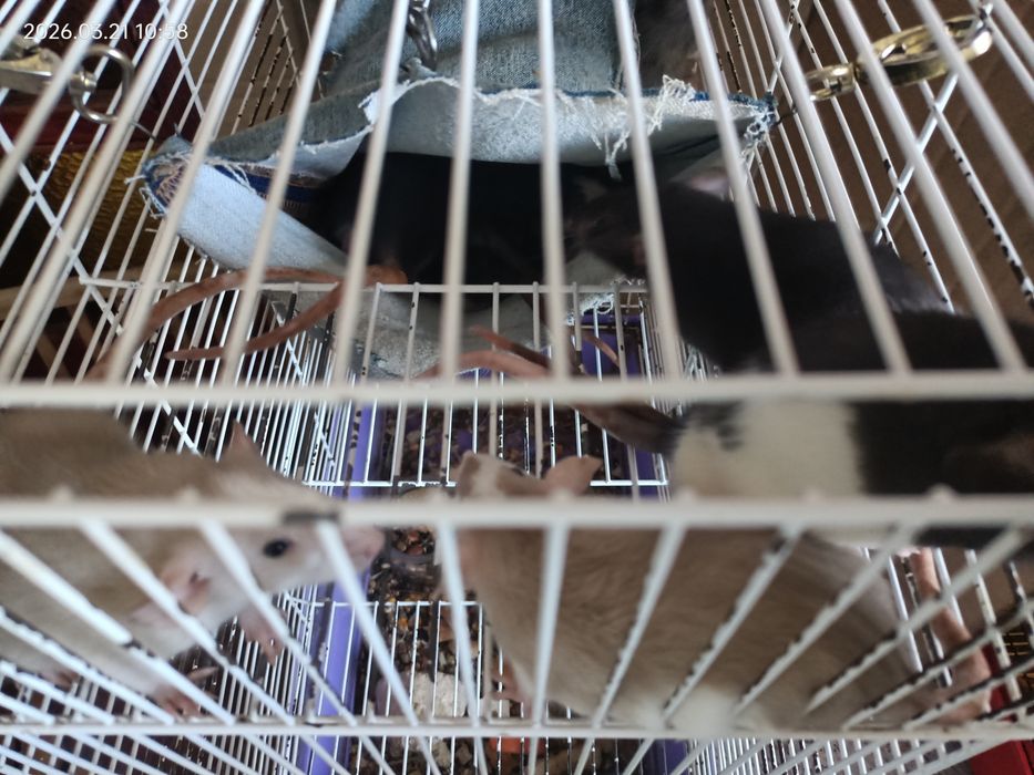 Крыски Дамбо в добрые руки