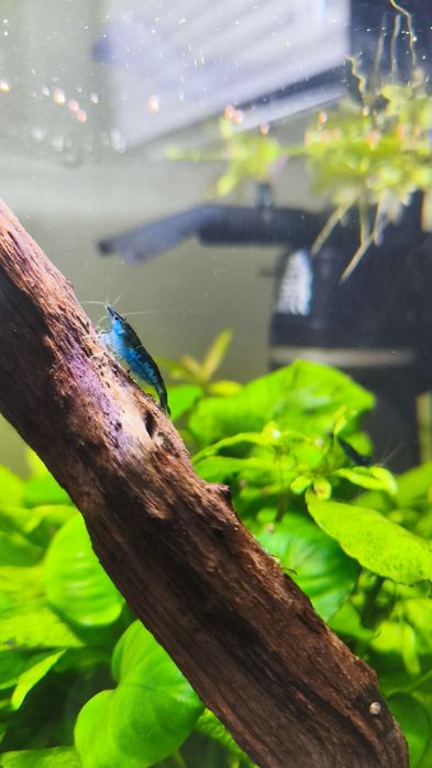 Camarões Neocaridina Blue Dream