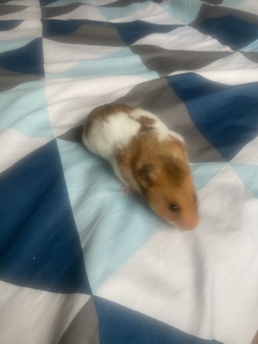 Chomik za darmo