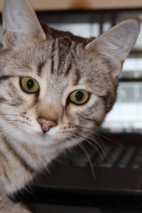 Отдам кошку бесплатно