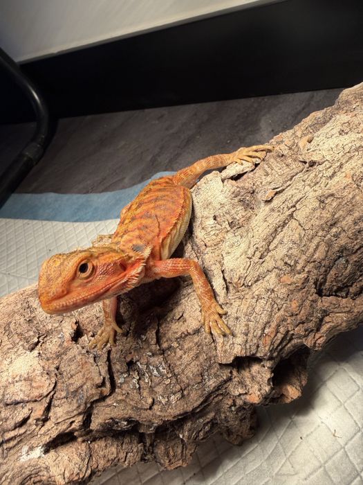 Agama brodata samiczka