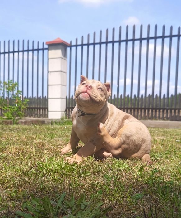Piękny amstaff merle unikat kolor