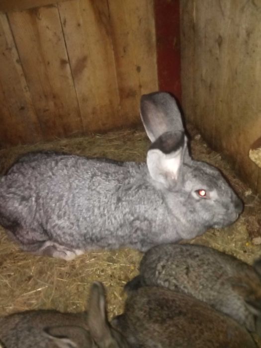Продам кролики різної породи