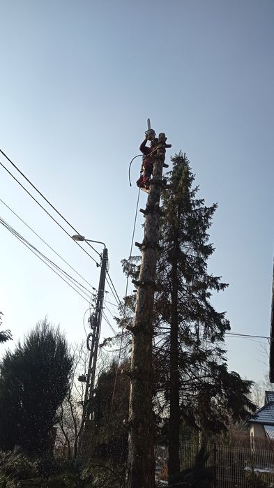 Wycinka-przycinanie drzew  PROMOCJA !