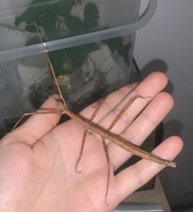 patyczaki do oddanie stadium l1