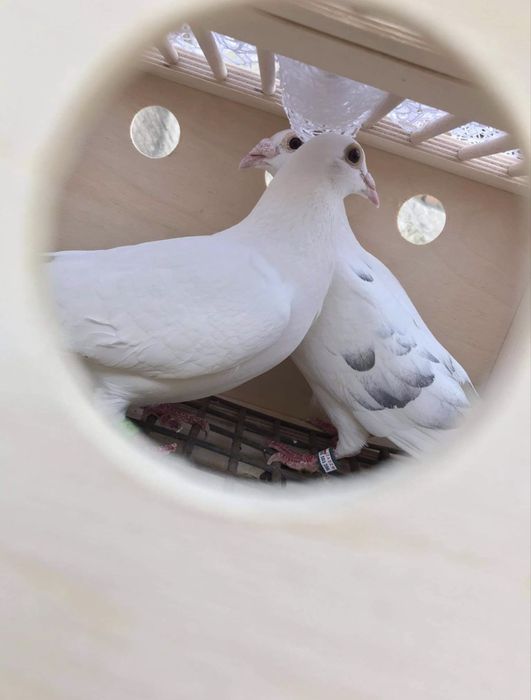 Białe gołębie białe gołąbki parka na wesele ślub śląsk