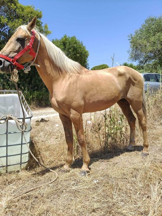 Cavalo palomino 7anos