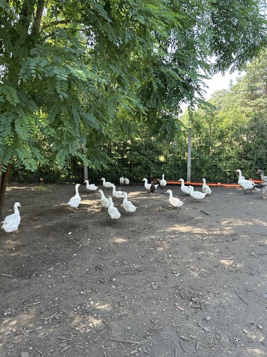 SprzedamTuszki kaczki  i brojlera
