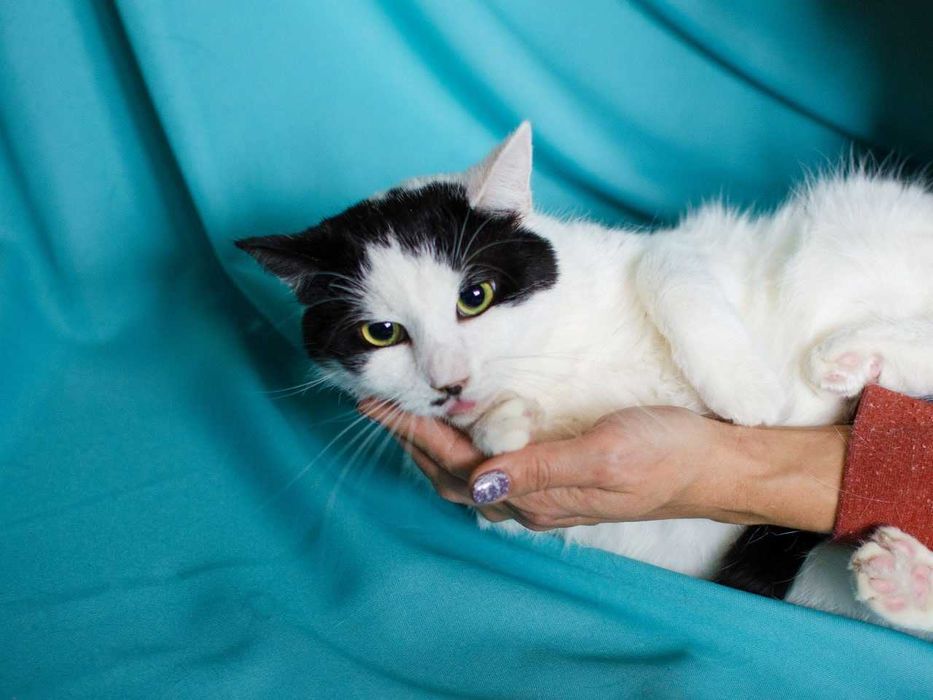 Найніжніша киця Мушка шукає дім, 1 рік, стерилізована, кішка, кошка