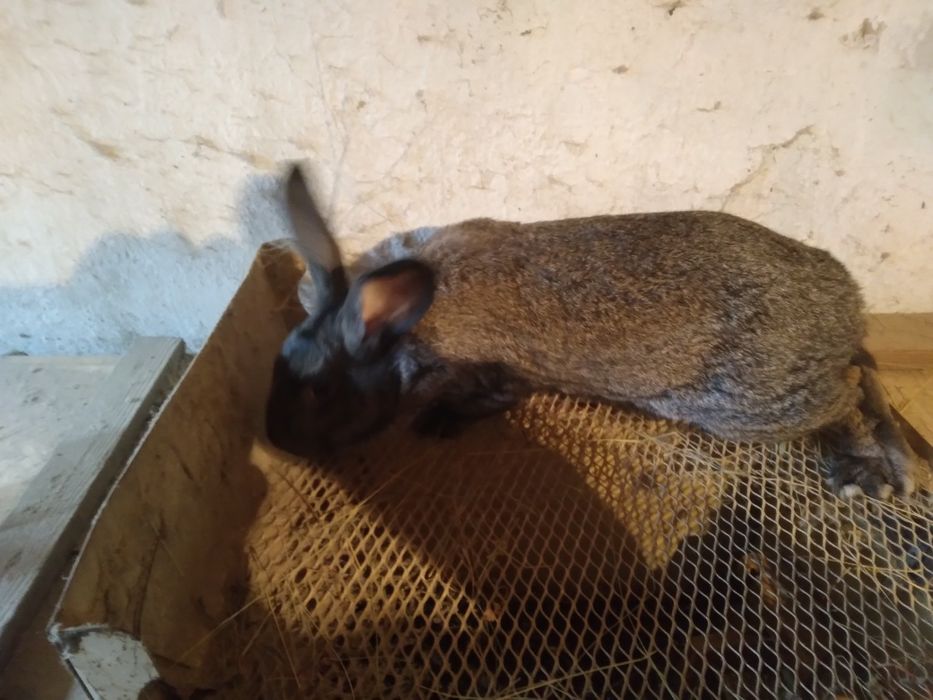 Продам кролика самця