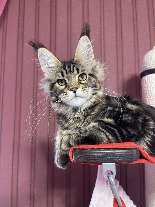 Девочка Мейн-Кун ST*Olympus Pride W*Colibri