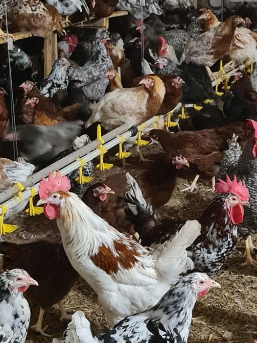 Jajka lęgowe wylęgowe