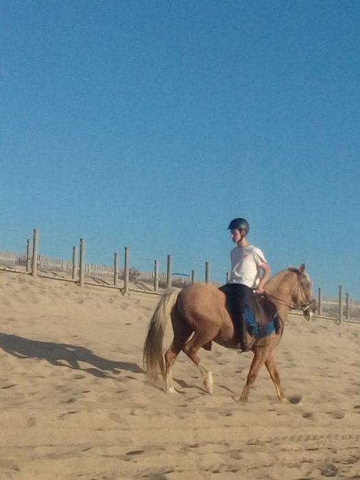 Cavalo castrado para terapias aulasas