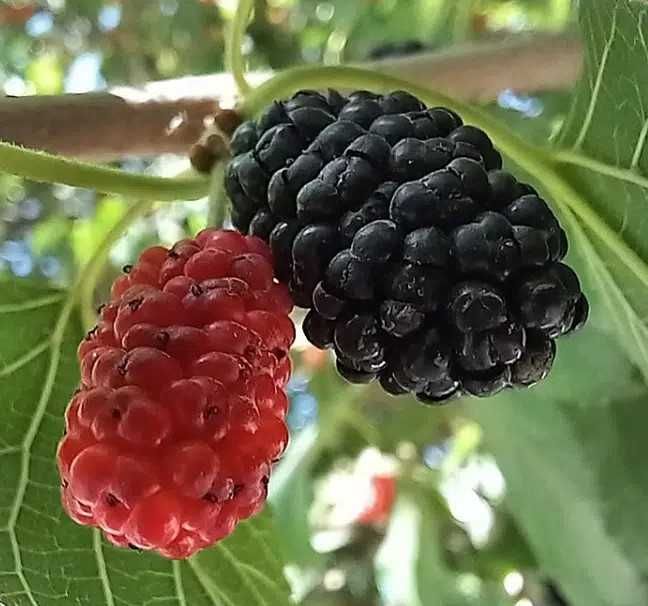 Amoreira Morus Nigra (Árvore de fruto)