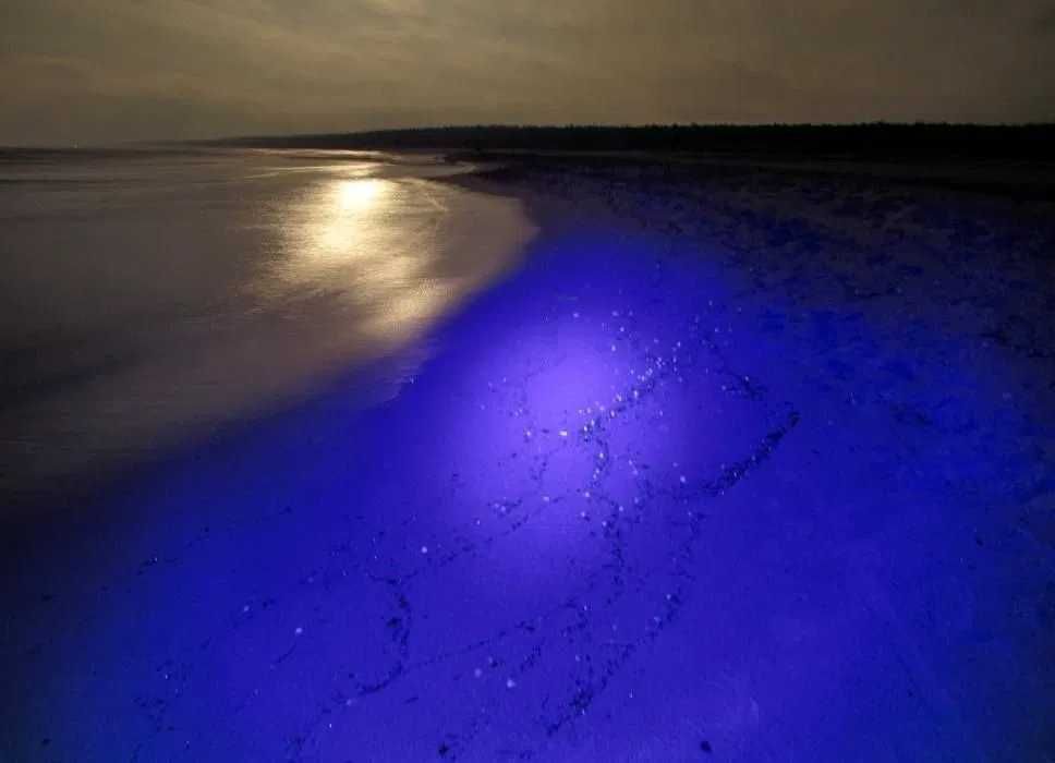 Latarka UV 48W szperacz do bursztynu zasil 12-25V