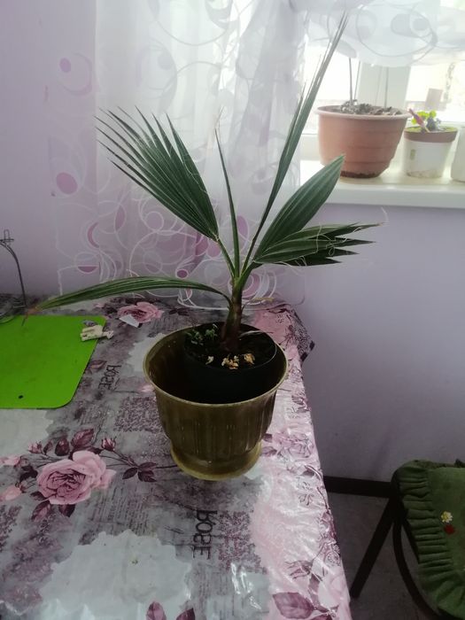 Дерева якісні Лимони