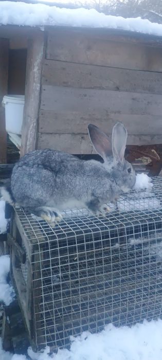 Продам   кролики