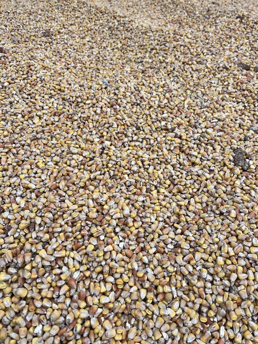 Кукурудза    зерно