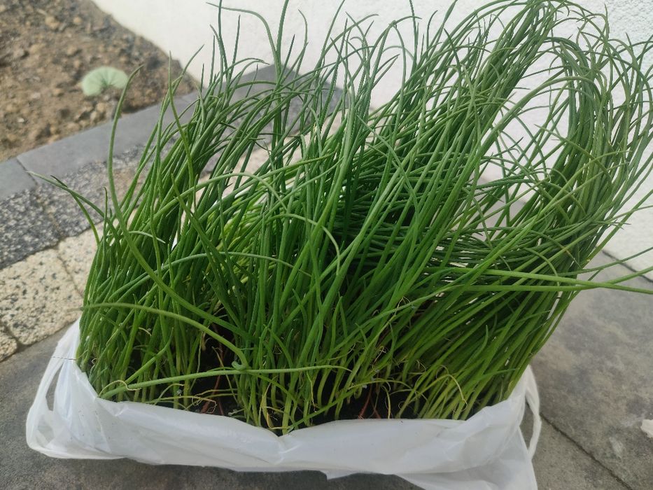 Pięć sadzonek cebula siedmiolatka