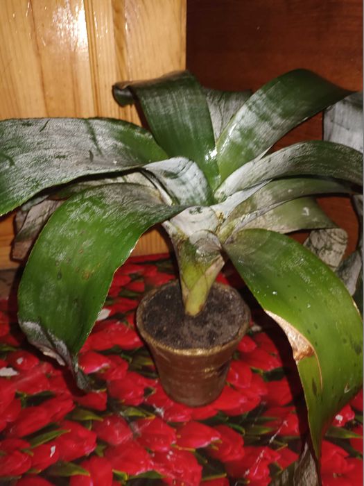 Эхмея, Ехмея, екзотична рослина