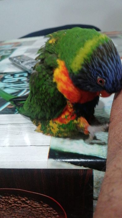 Papagaio Loris Molucano