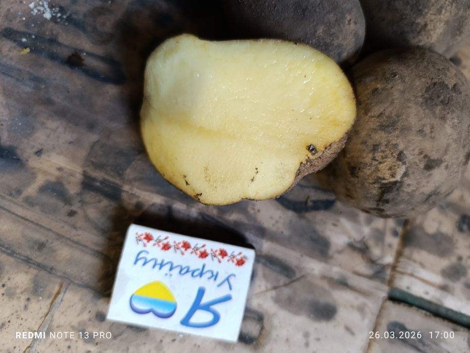 Картопля рів'єра