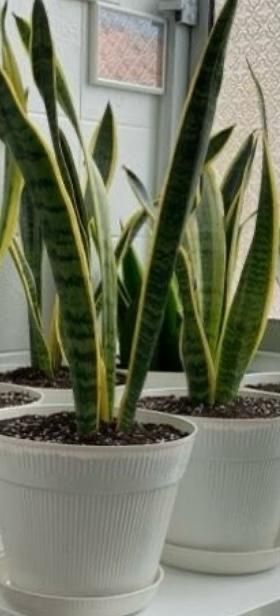 Espada-de-São-Jorge, purifica o ar.