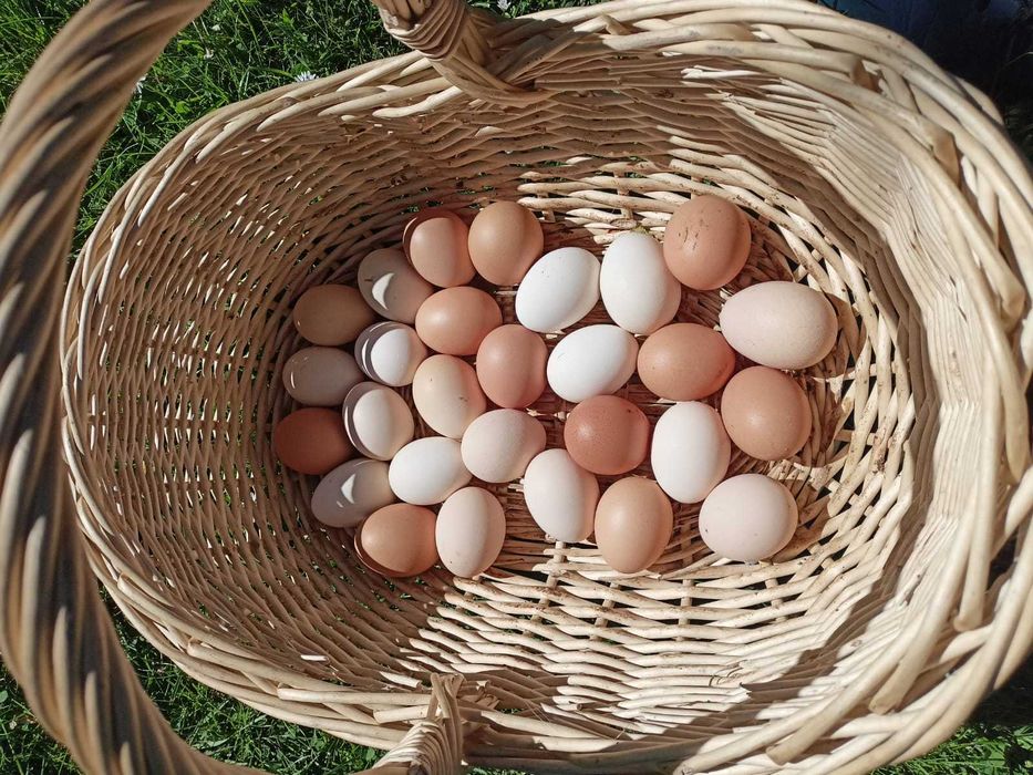 JAJKA swojskie WIELKIE niska cena DOWÓZ