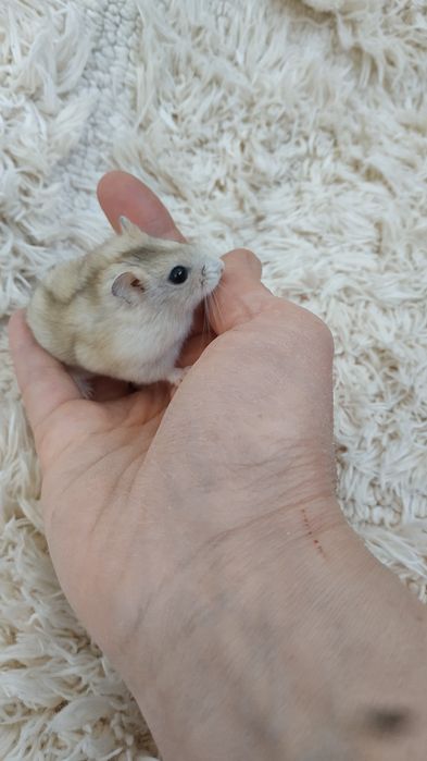 Хомячки домашние добрые ручные жёлтые персиковые джунгарский хомяк