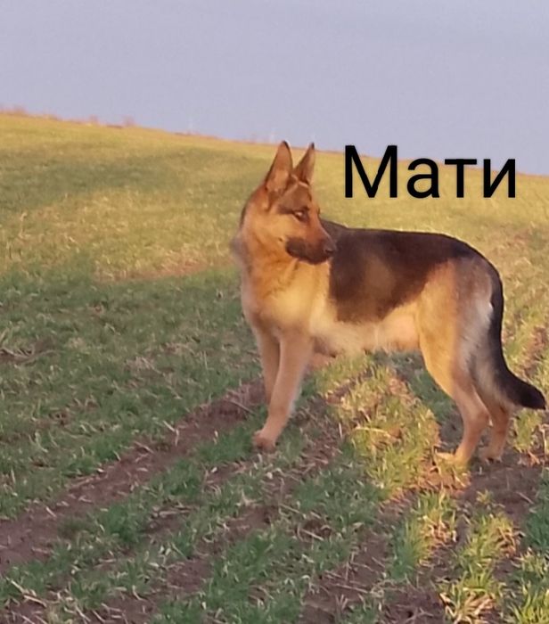 Продається дівчинка,німецька чистокровна вівчарка.