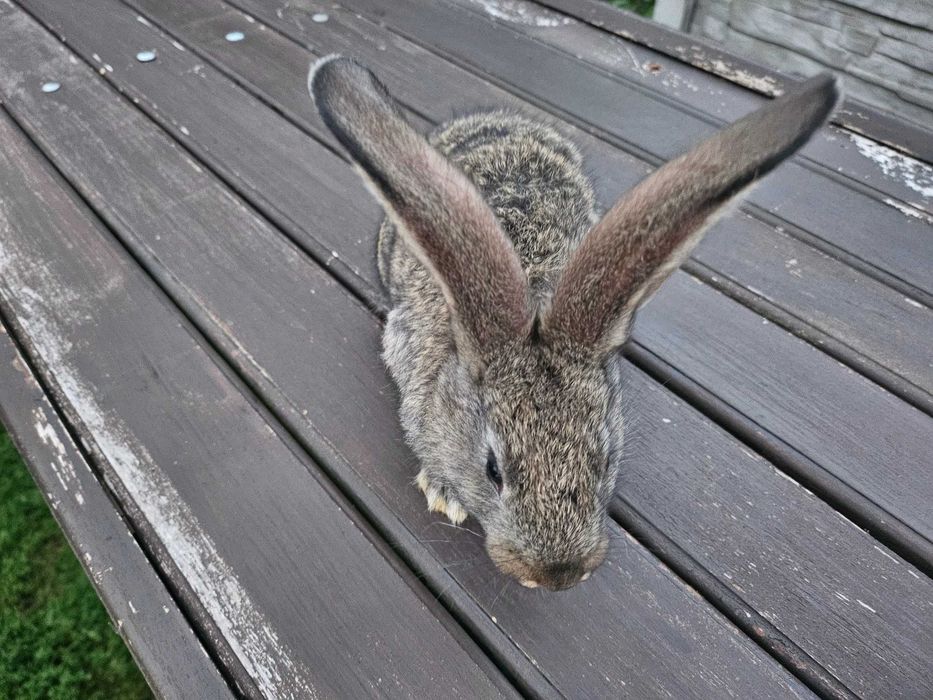 Króliki olbrzym belgijski młode