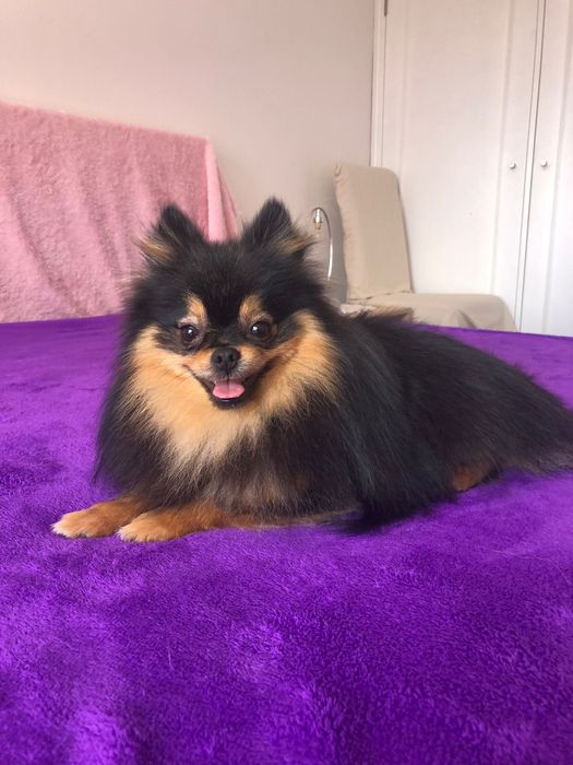 Macho Lulu da Pomerânia Mini