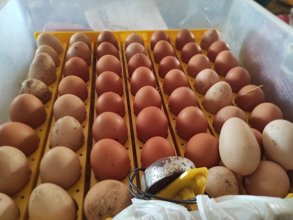 Ovos de Galinha caseiros