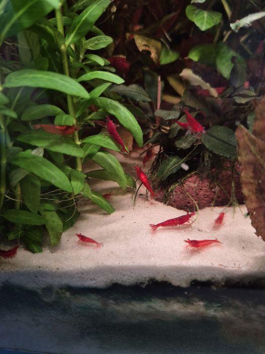 Krewetki bloody mary