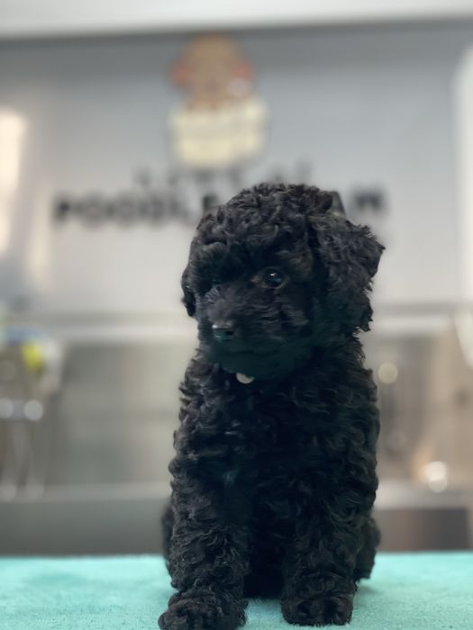 Lindo Puppy de Caniche/Poodle Mini Toy Preto procura novo dono!!!