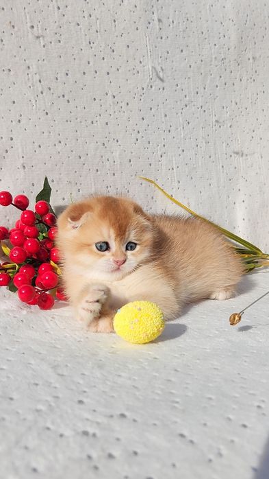 Шотландське кошеня золота шиншила