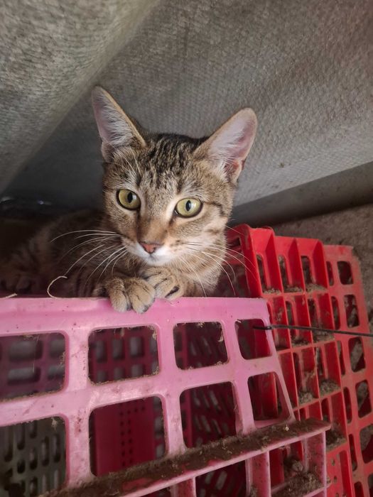 Gatinha para adopção