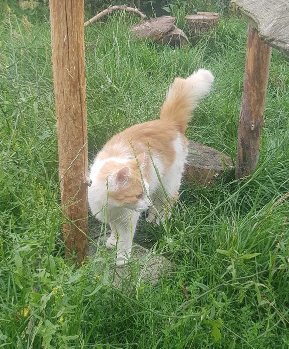 Karolek kocurek do adopcji