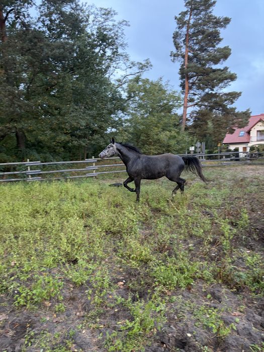 Sprzedam ogiera