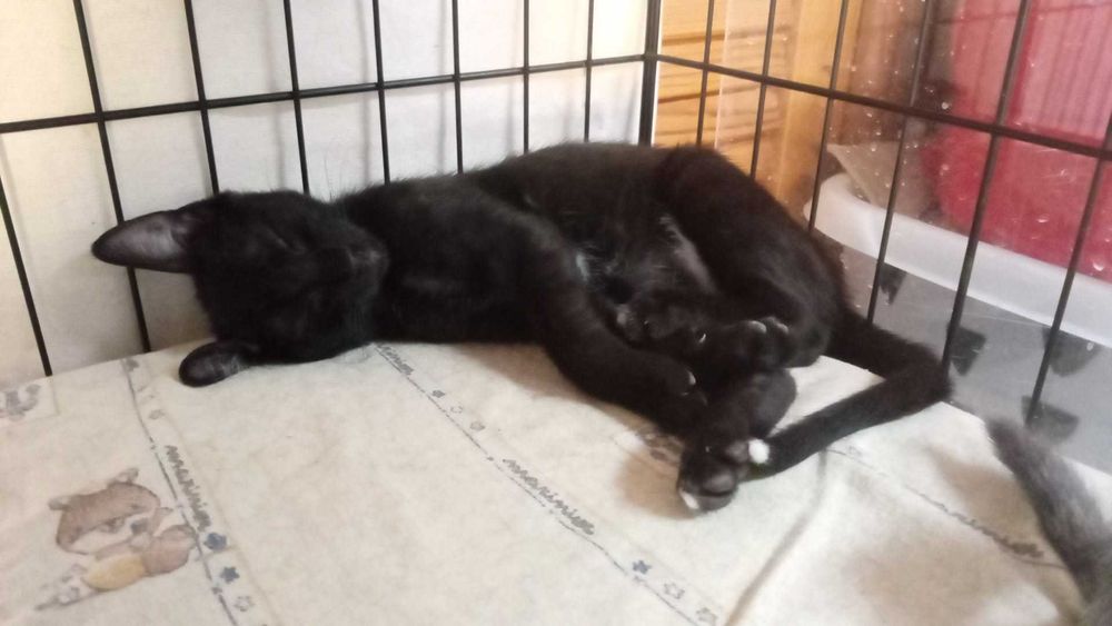 Gatos bebés para adoção consciente