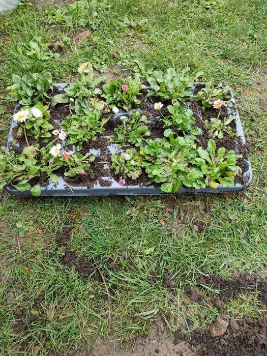 Truskawki sadzonki poziomki i stokrotki
