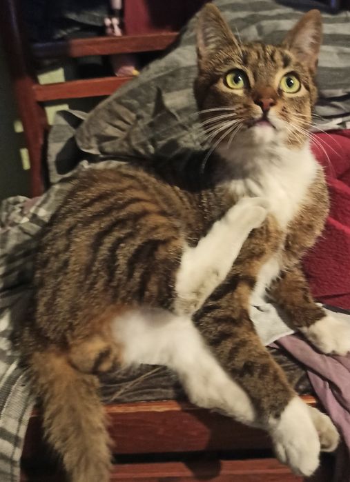 Oddam kota w dobre ręce