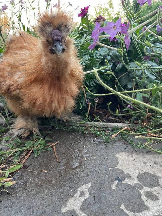 Продам петушков китайских шелковых.