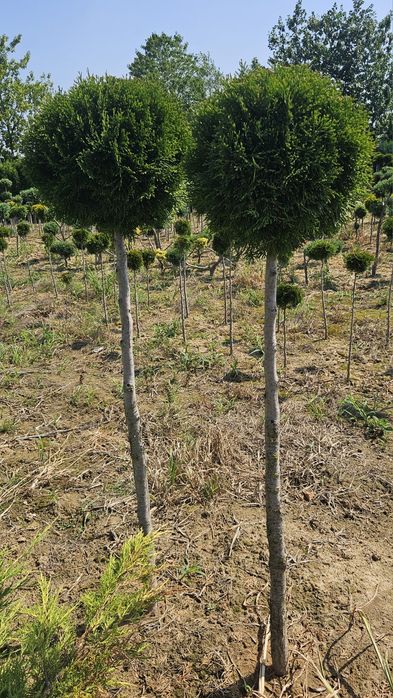 Bonsai formy wycięte ozdoba ogrodu