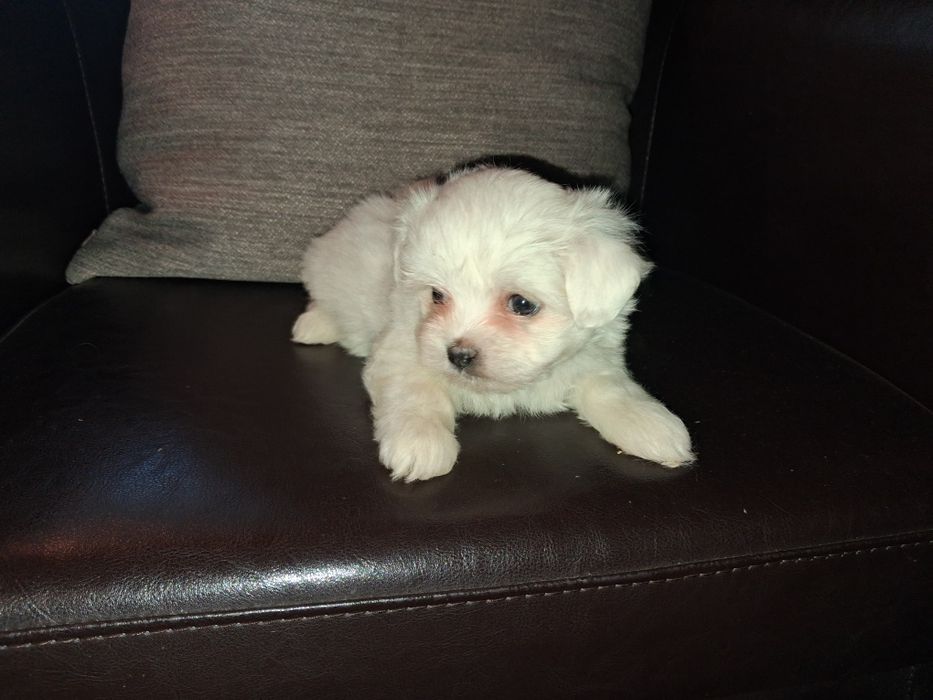 Bichon maltês macho